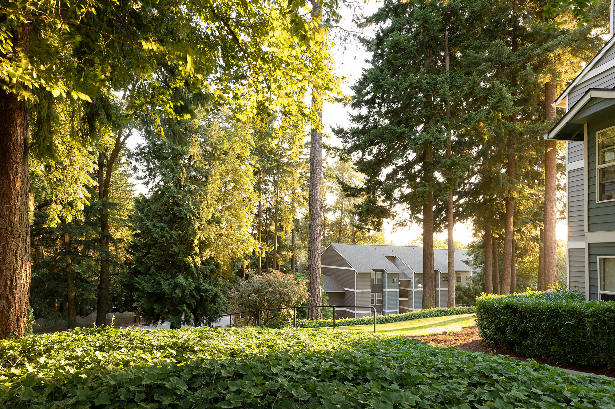 House and trees